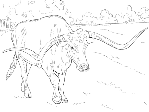 Realistic Texas Longhorn Coloring Page